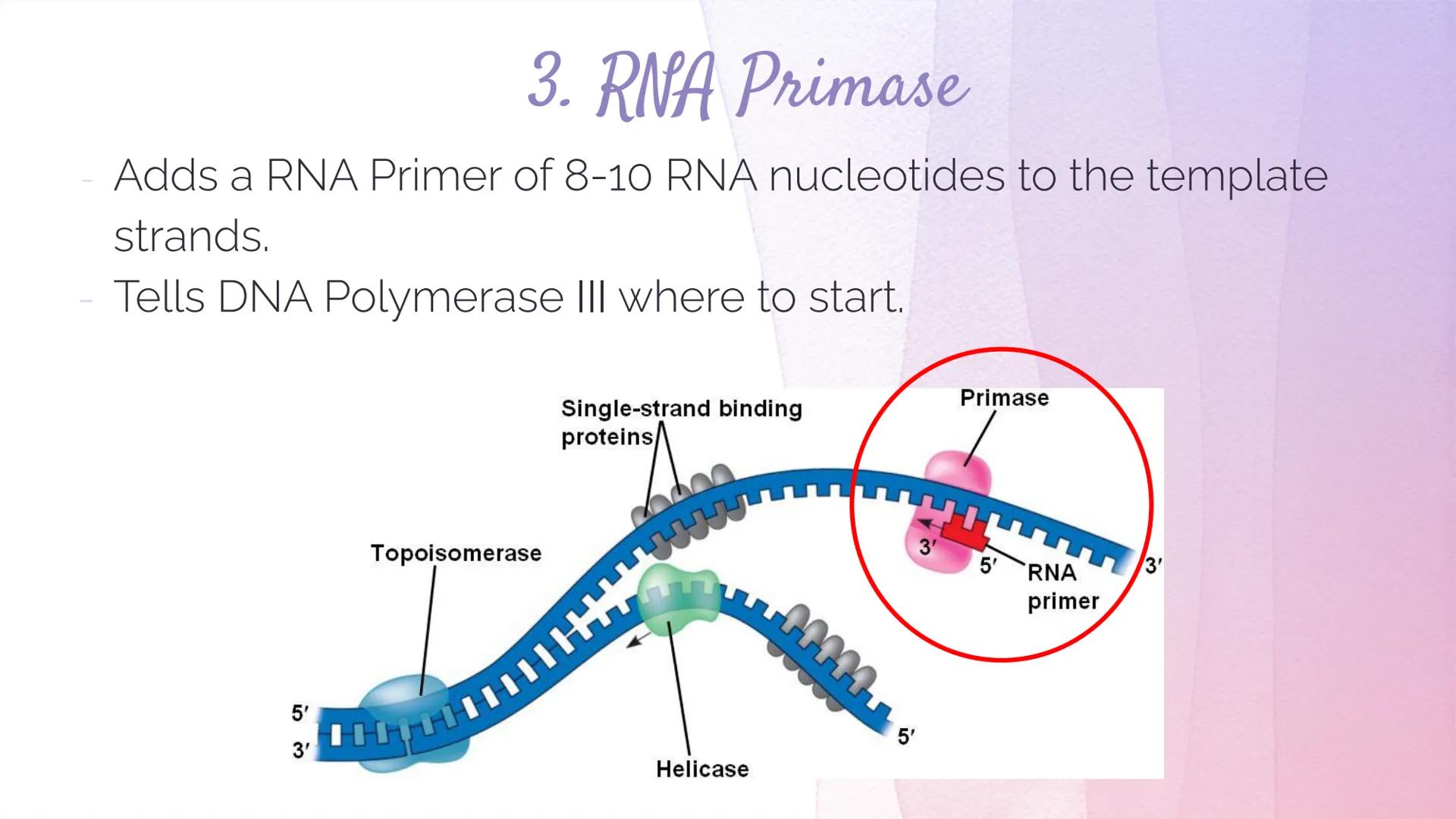 
<h2 id="dnastructure">DNA Structure</h2>
<p>DNA, which stands for Deoxyribonucleic Acid, is a double-stranded molecule made up of nucleotid