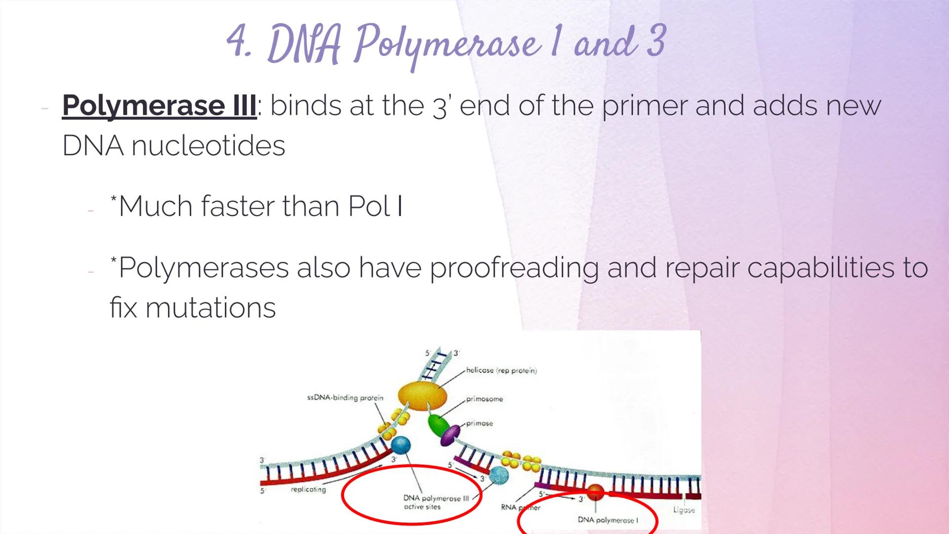 
<h2 id="dnastructure">DNA Structure</h2>
<p>DNA, which stands for Deoxyribonucleic Acid, is a double-stranded molecule made up of nucleotid