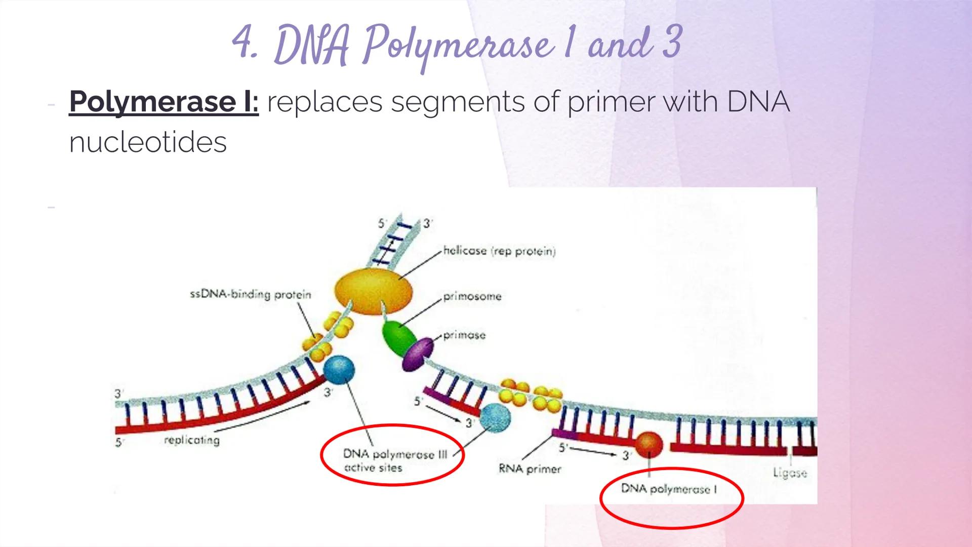 
<h2 id="dnastructure">DNA Structure</h2>
<p>DNA, which stands for Deoxyribonucleic Acid, is a double-stranded molecule made up of nucleotid