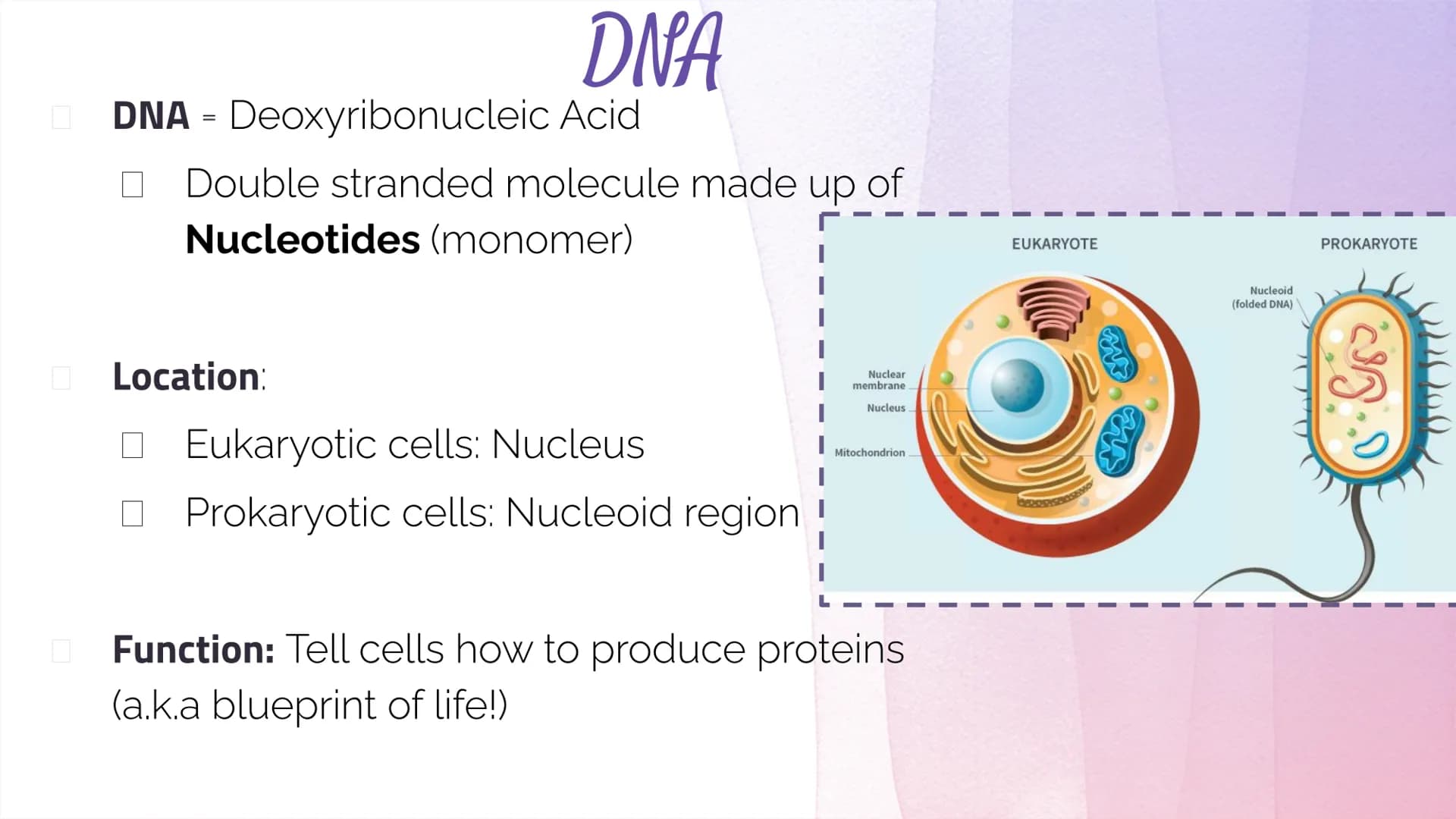 
<h2 id="dnastructure">DNA Structure</h2>
<p>DNA, which stands for Deoxyribonucleic Acid, is a double-stranded molecule made up of nucleotid