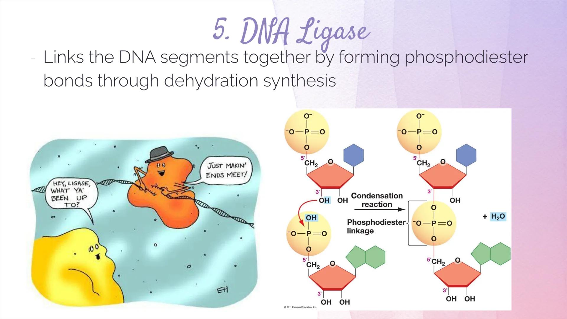 
<h2 id="dnastructure">DNA Structure</h2>
<p>DNA, which stands for Deoxyribonucleic Acid, is a double-stranded molecule made up of nucleotid