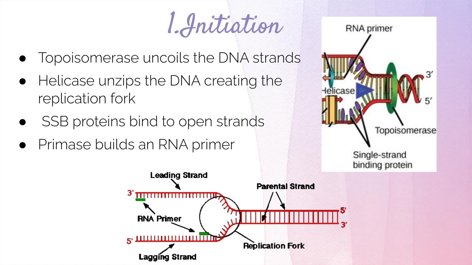 
<h2 id="dnastructure">DNA Structure</h2>
<p>DNA, which stands for Deoxyribonucleic Acid, is a double-stranded molecule made up of nucleotid