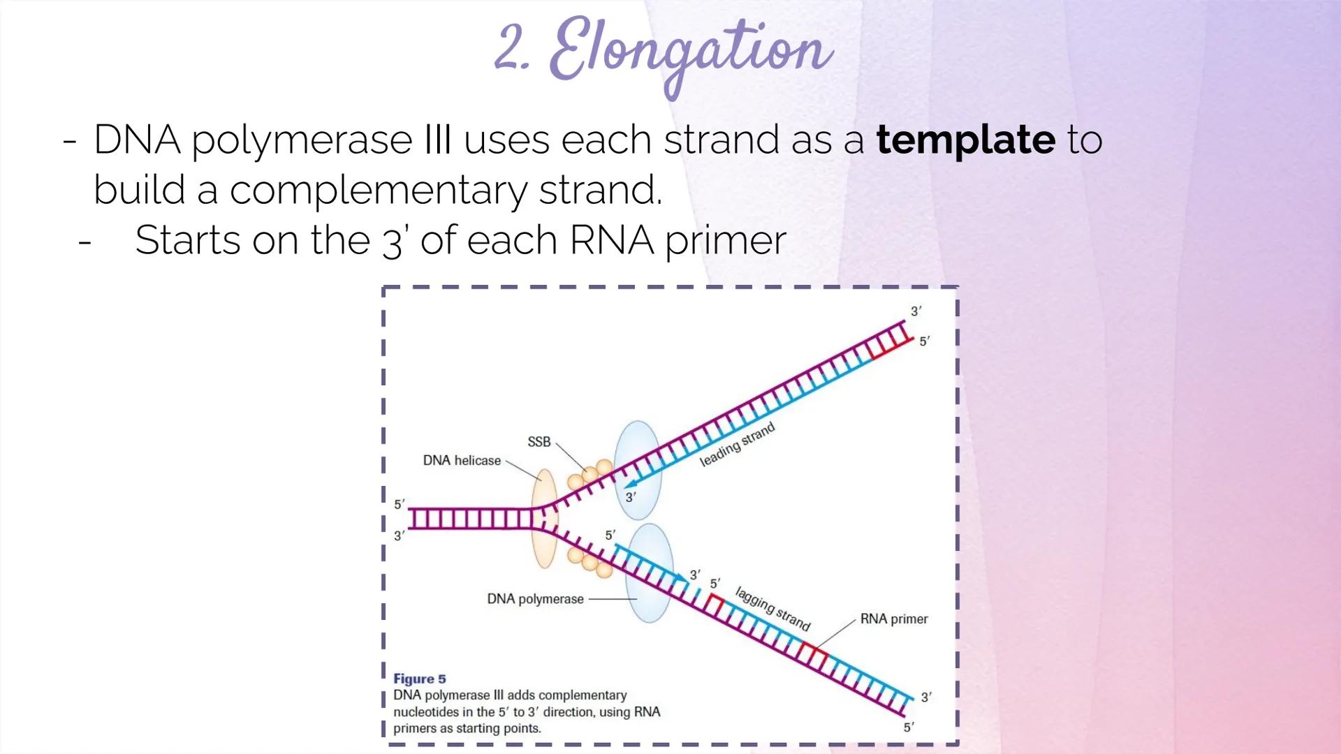 
<h2 id="dnastructure">DNA Structure</h2>
<p>DNA, which stands for Deoxyribonucleic Acid, is a double-stranded molecule made up of nucleotid