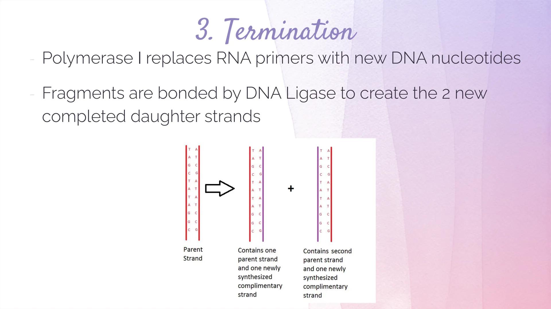 
<h2 id="dnastructure">DNA Structure</h2>
<p>DNA, which stands for Deoxyribonucleic Acid, is a double-stranded molecule made up of nucleotid