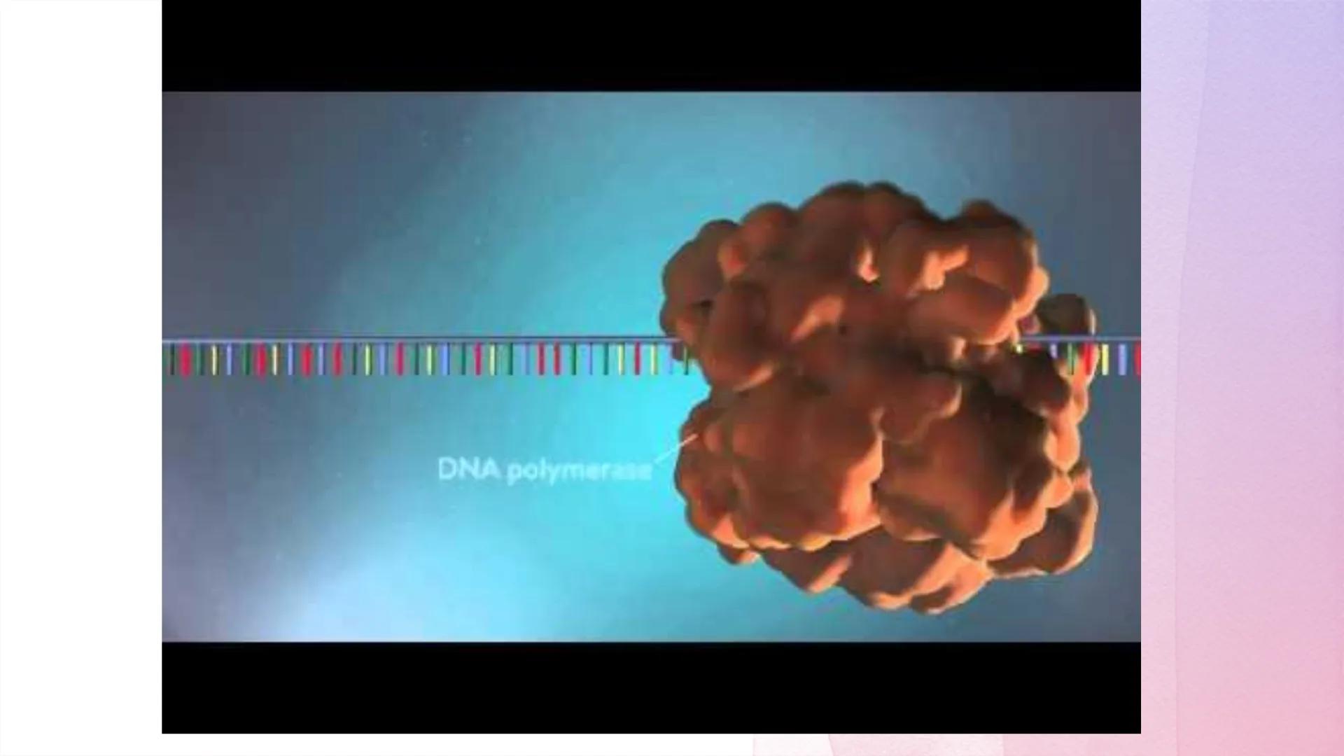 
<h2 id="dnastructure">DNA Structure</h2>
<p>DNA, which stands for Deoxyribonucleic Acid, is a double-stranded molecule made up of nucleotid