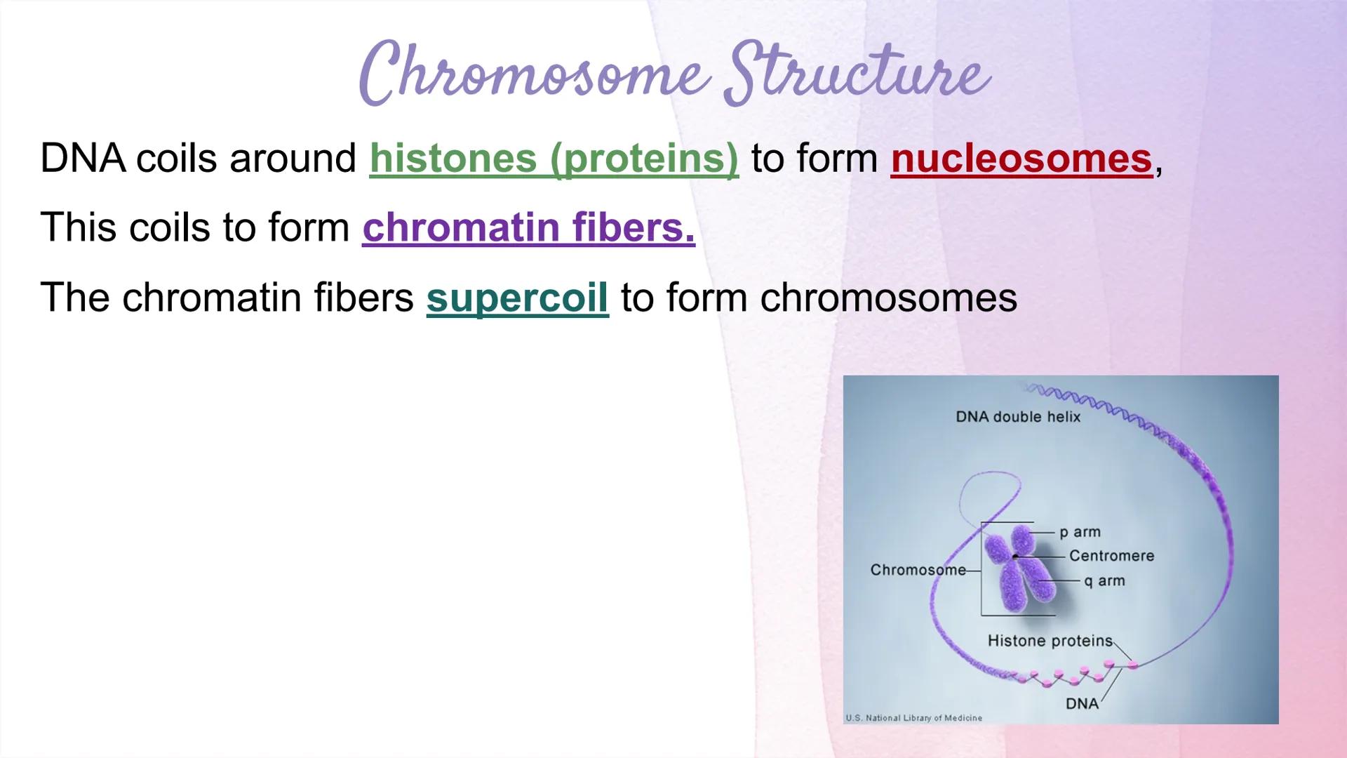 
<h2 id="dnastructure">DNA Structure</h2>
<p>DNA, which stands for Deoxyribonucleic Acid, is a double-stranded molecule made up of nucleotid