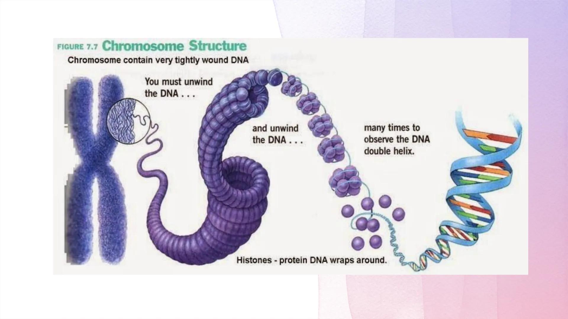 
<h2 id="dnastructure">DNA Structure</h2>
<p>DNA, which stands for Deoxyribonucleic Acid, is a double-stranded molecule made up of nucleotid