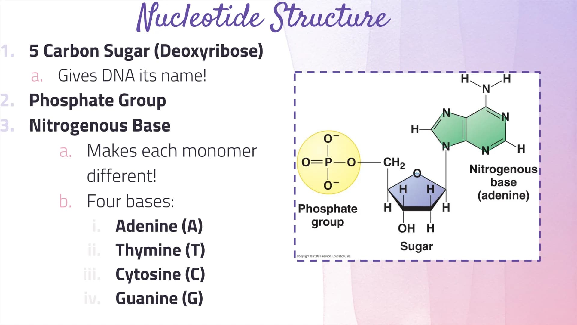 
<h2 id="dnastructure">DNA Structure</h2>
<p>DNA, which stands for Deoxyribonucleic Acid, is a double-stranded molecule made up of nucleotid