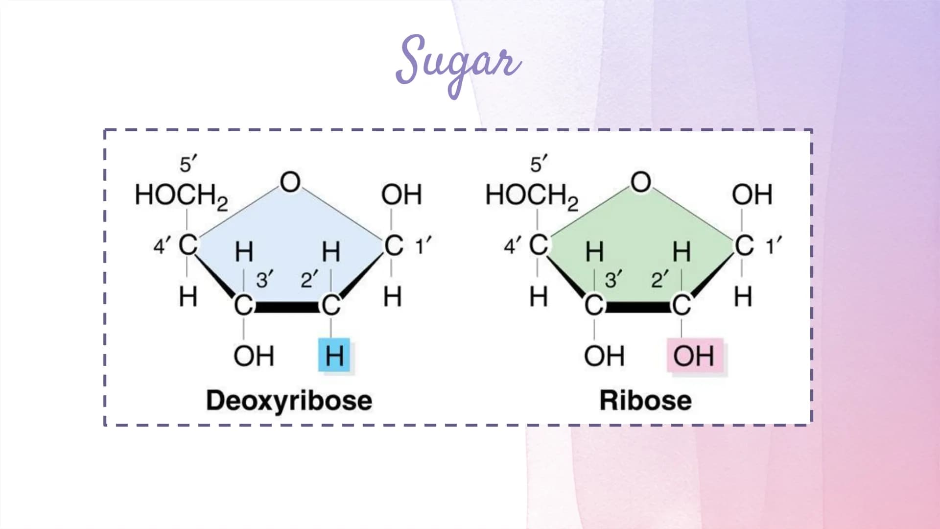 
<h2 id="dnastructure">DNA Structure</h2>
<p>DNA, which stands for Deoxyribonucleic Acid, is a double-stranded molecule made up of nucleotid