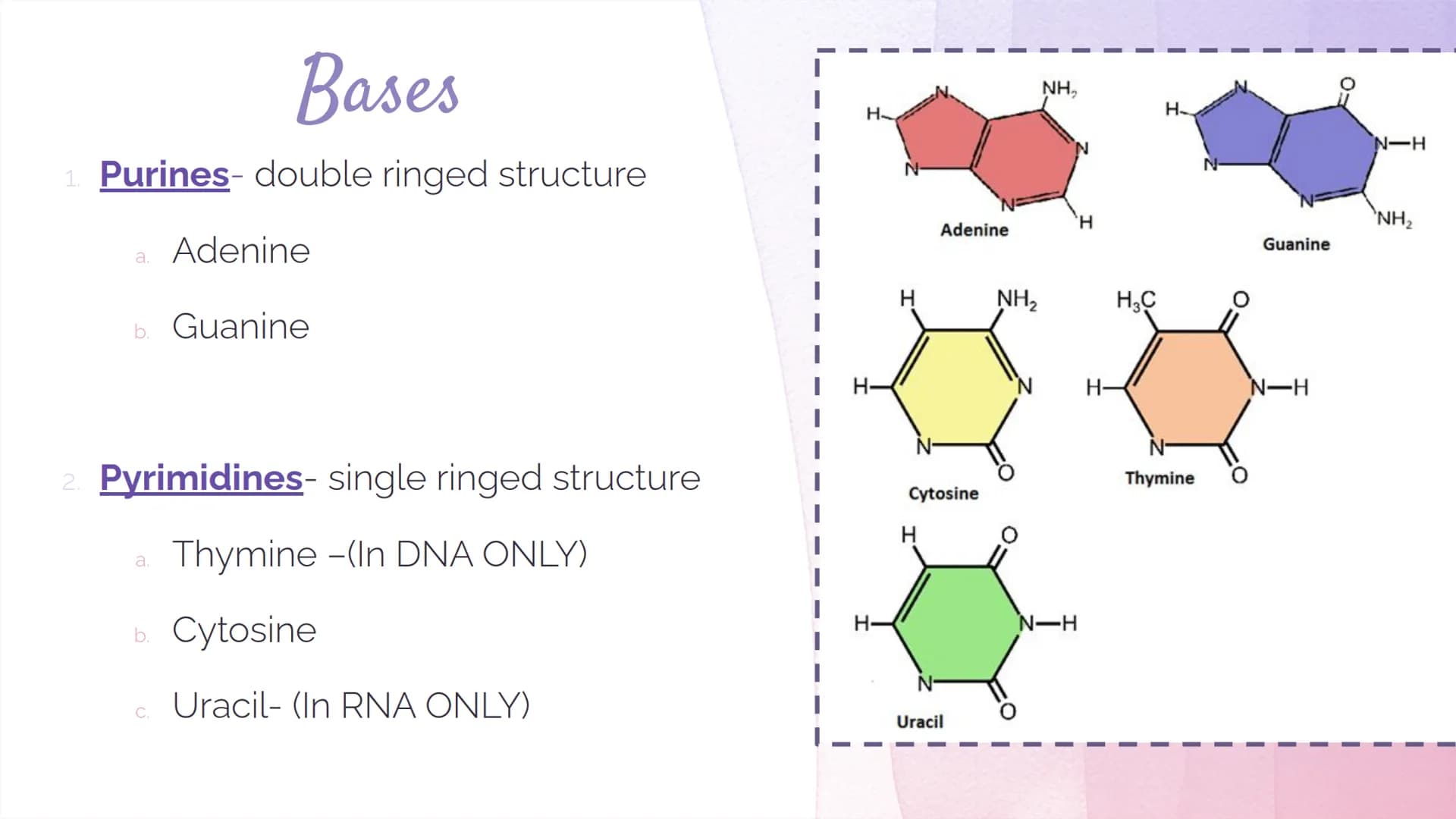 
<h2 id="dnastructure">DNA Structure</h2>
<p>DNA, which stands for Deoxyribonucleic Acid, is a double-stranded molecule made up of nucleotid