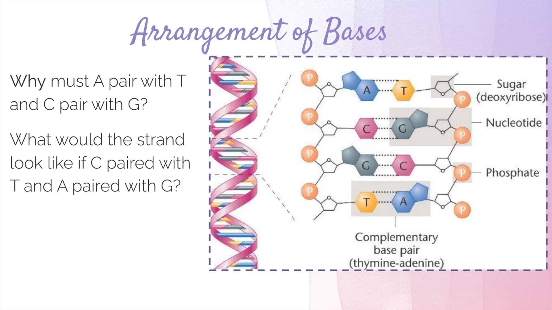 
<h2 id="dnastructure">DNA Structure</h2>
<p>DNA, which stands for Deoxyribonucleic Acid, is a double-stranded molecule made up of nucleotid