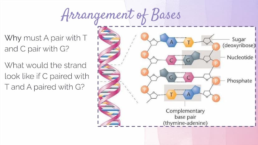 
<h2 id="dnastructure">DNA Structure</h2>
<p>DNA, which stands for Deoxyribonucleic Acid, is a double-stranded molecule made up of nucleotid