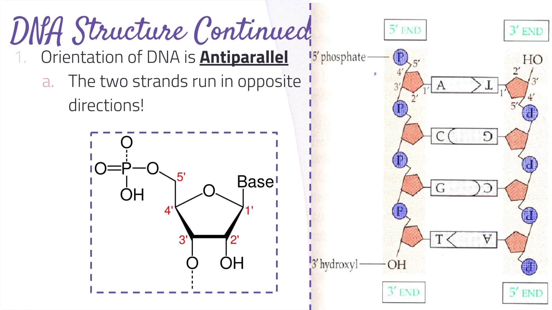 
<h2 id="dnastructure">DNA Structure</h2>
<p>DNA, which stands for Deoxyribonucleic Acid, is a double-stranded molecule made up of nucleotid