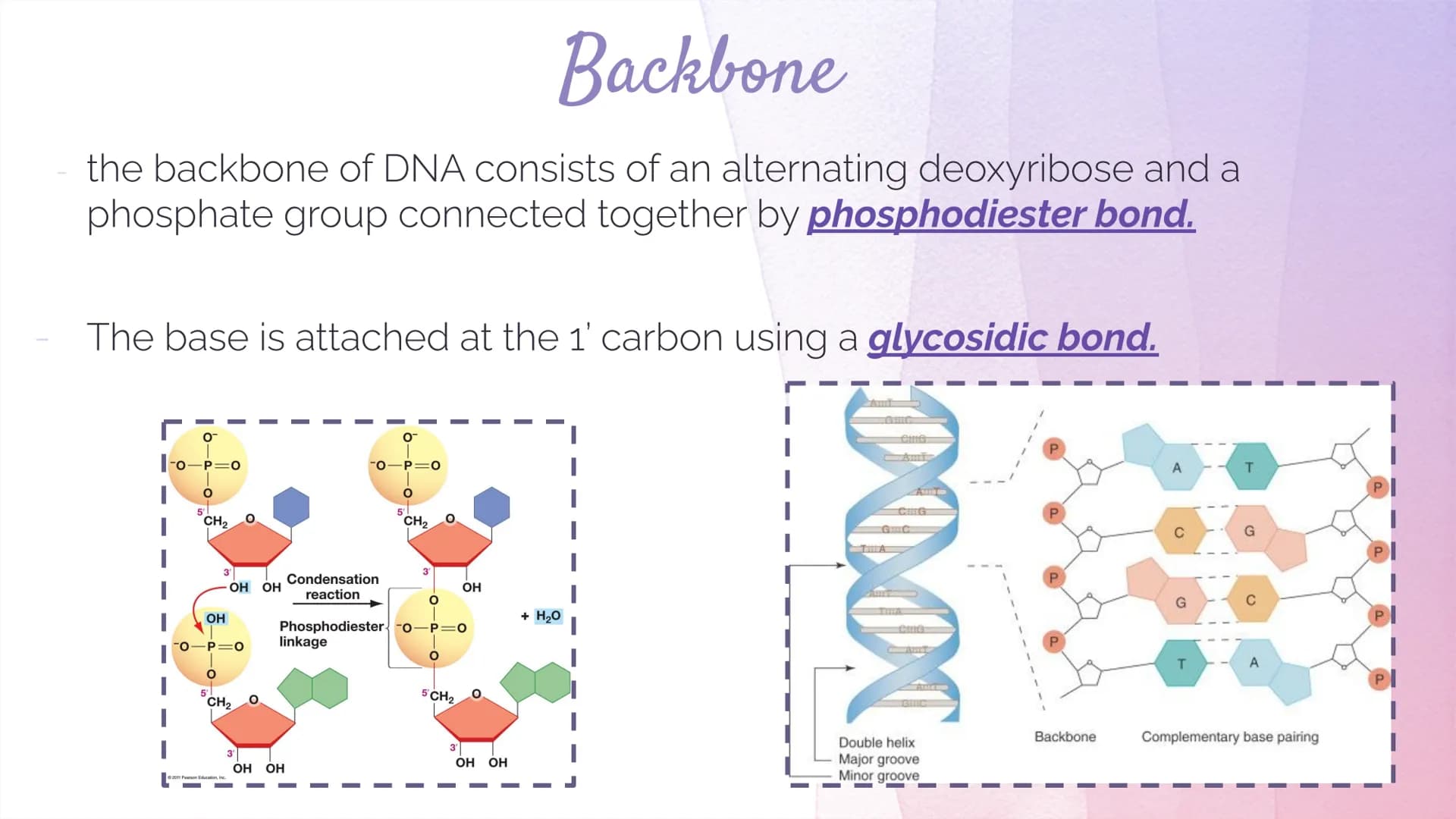 
<h2 id="dnastructure">DNA Structure</h2>
<p>DNA, which stands for Deoxyribonucleic Acid, is a double-stranded molecule made up of nucleotid