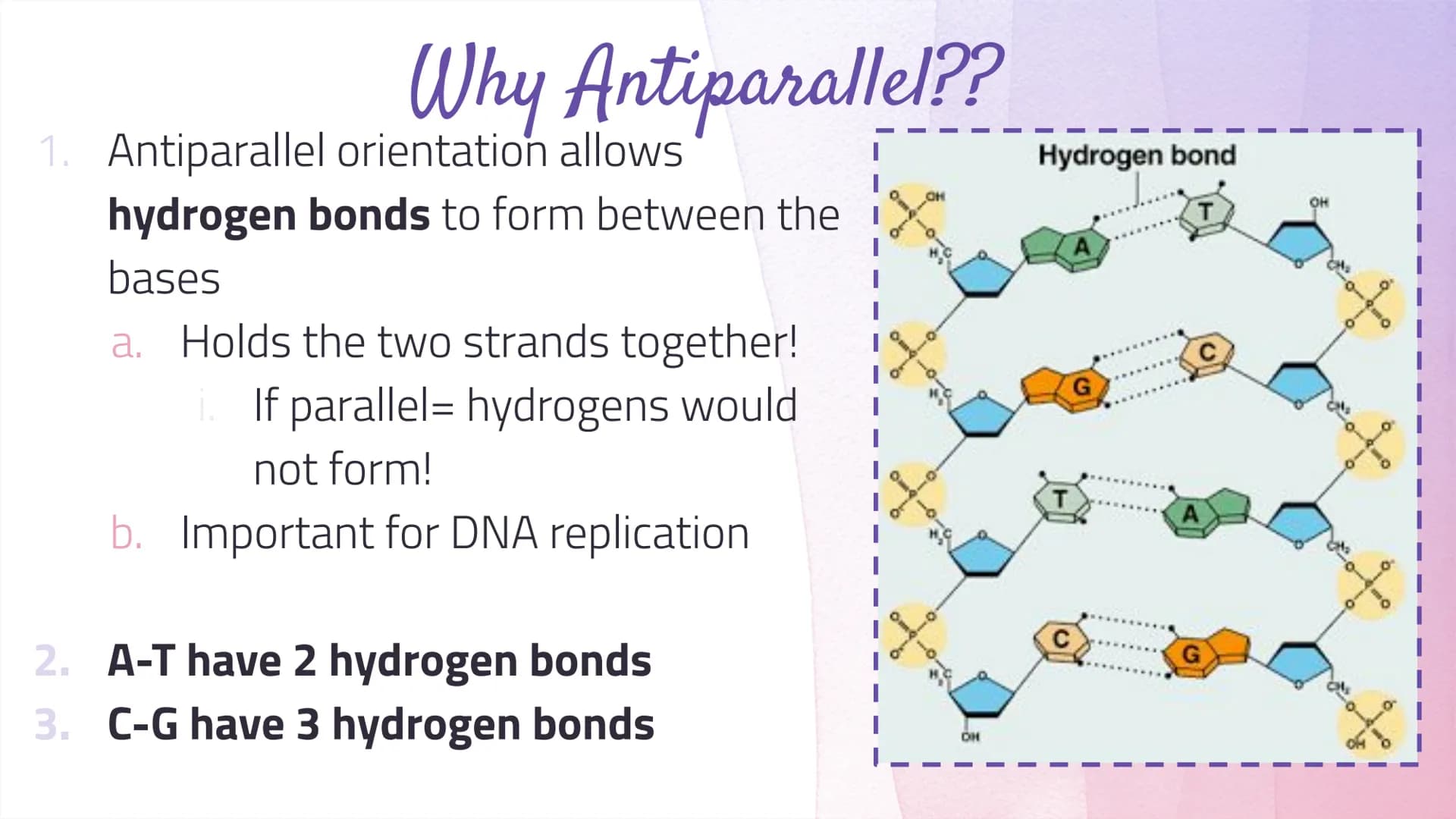 
<h2 id="dnastructure">DNA Structure</h2>
<p>DNA, which stands for Deoxyribonucleic Acid, is a double-stranded molecule made up of nucleotid