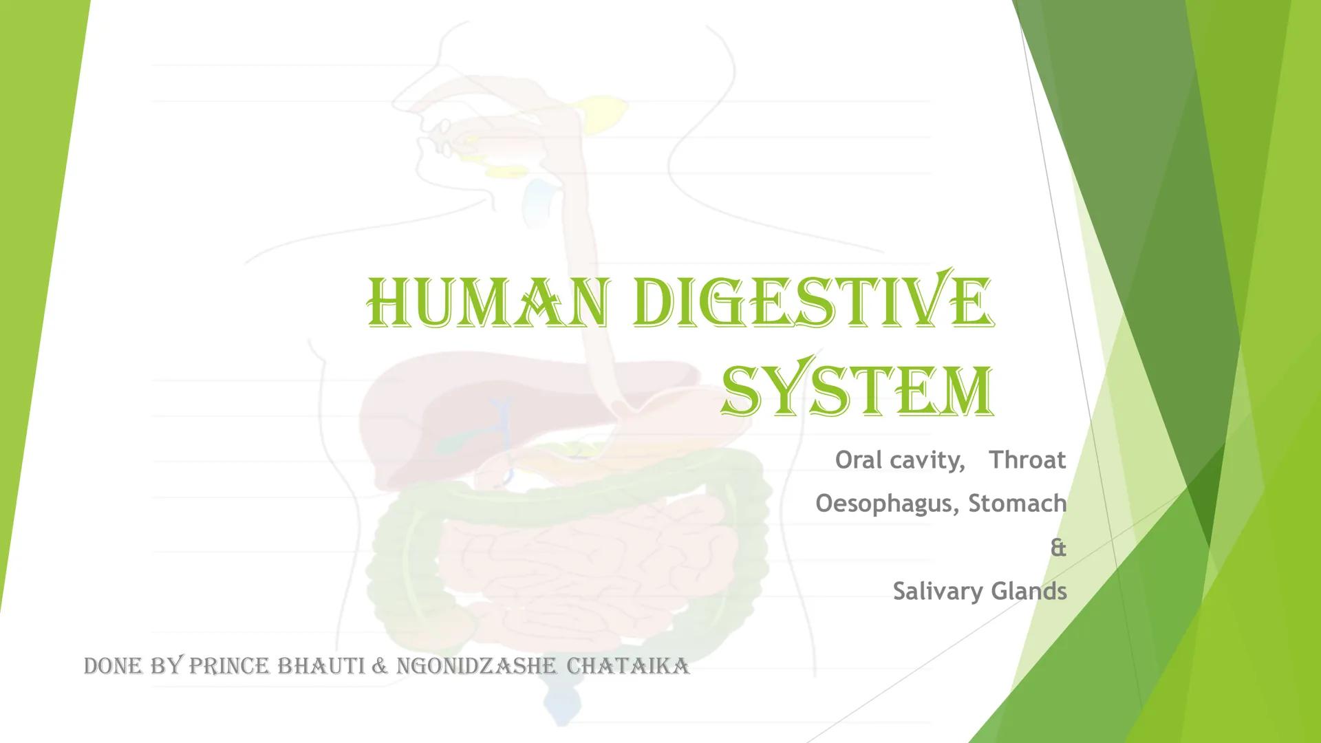 HUMAN DIGESTIVE
SYSTEM
DONE BY PRINCE BHAUTI & NGONIDZASHE CHATAIKA
Oral cavity, Throat
Oesophagus, Stomach
&
Salivary Glands Mouth
Liver
Ga