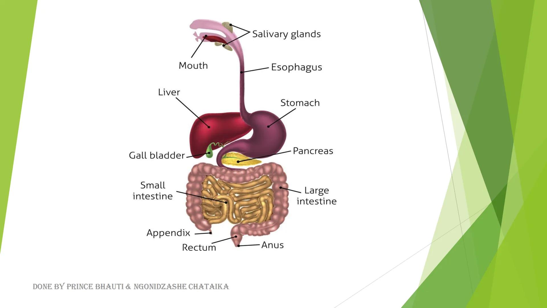 HUMAN DIGESTIVE
SYSTEM
DONE BY PRINCE BHAUTI & NGONIDZASHE CHATAIKA
Oral cavity, Throat
Oesophagus, Stomach
&
Salivary Glands Mouth
Liver
Ga