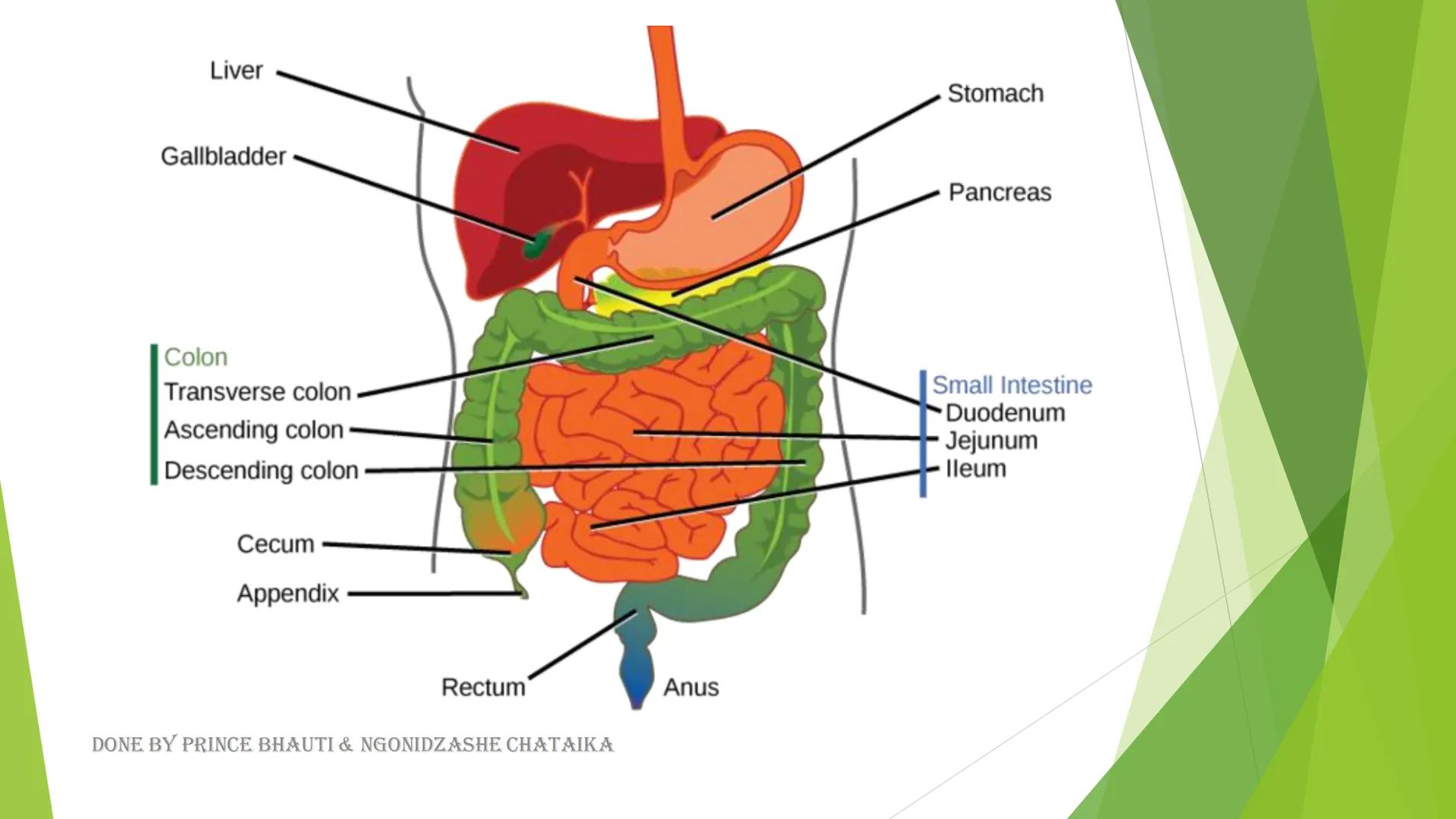 HUMAN DIGESTIVE
SYSTEM
DONE BY PRINCE BHAUTI & NGONIDZASHE CHATAIKA
Oral cavity, Throat
Oesophagus, Stomach
&
Salivary Glands Mouth
Liver
Ga