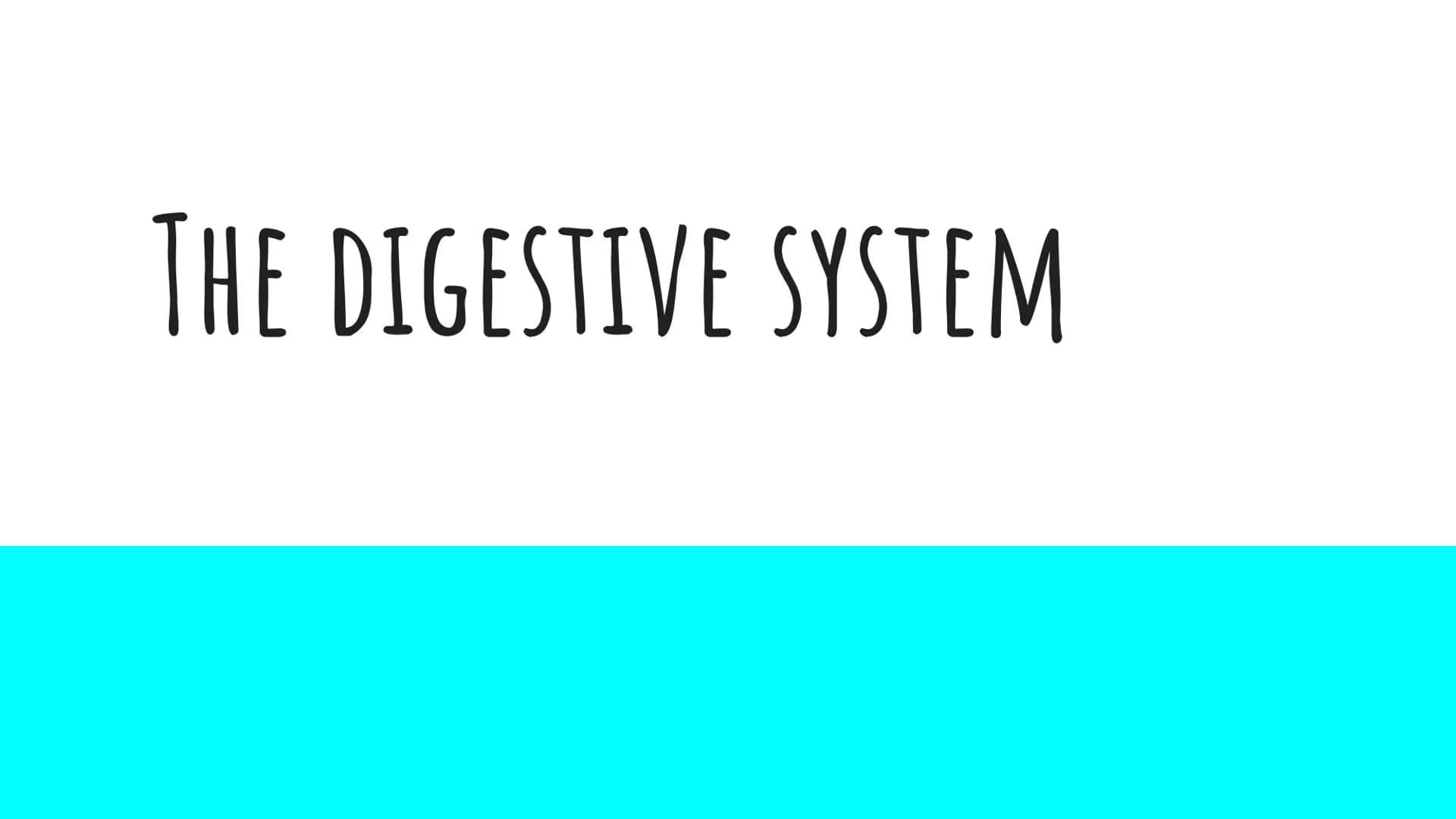 THE DIGESTIVE SYSTEM PHARYNX ²
at the beginning
of the throat. both food
and
through it.
travel
EPIGLOTTIS: flap of
over
the
muscle that clo