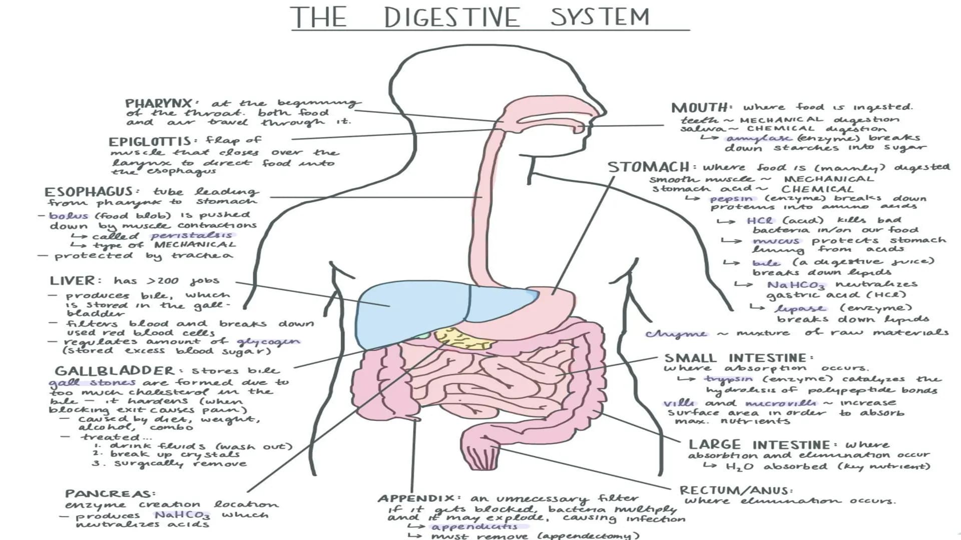 THE DIGESTIVE SYSTEM PHARYNX ²
at the beginning
of the throat. both food
and
through it.
travel
EPIGLOTTIS: flap of
over
the
muscle that clo