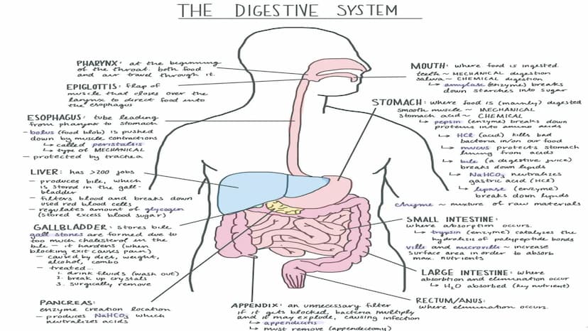 THE DIGESTIVE SYSTEM PHARYNX ²
at the beginning
of the throat. both food
and
through it.
travel
EPIGLOTTIS: flap of
over
the
muscle that clo