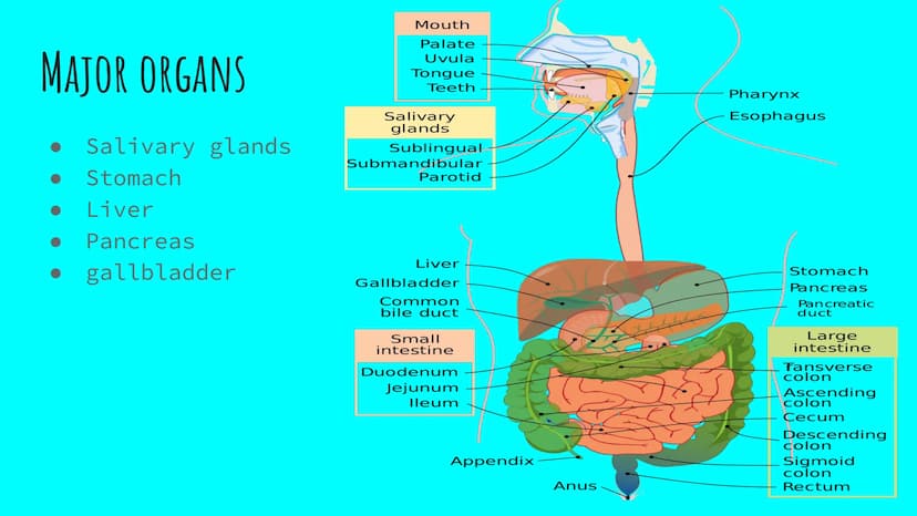 THE DIGESTIVE SYSTEM PHARYNX ²
at the beginning
of the throat. both food
and
through it.
travel
EPIGLOTTIS: flap of
over
the
muscle that clo