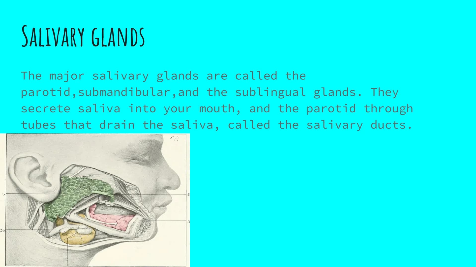 THE DIGESTIVE SYSTEM PHARYNX ²
at the beginning
of the throat. both food
and
through it.
travel
EPIGLOTTIS: flap of
over
the
muscle that clo