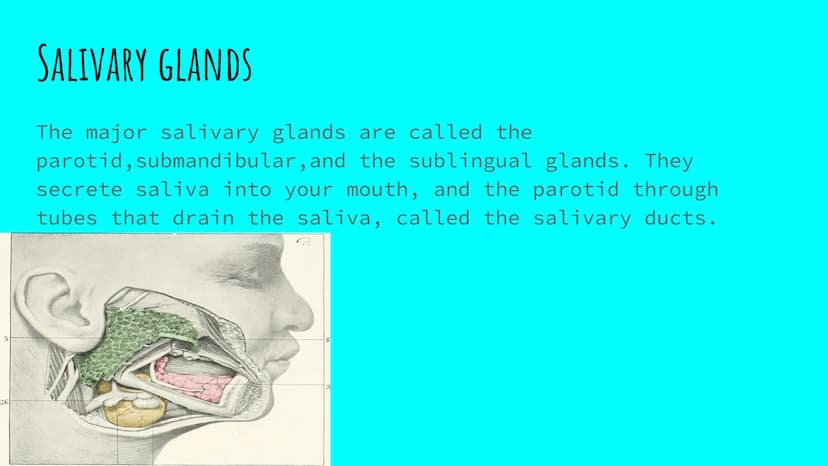 THE DIGESTIVE SYSTEM PHARYNX ²
at the beginning
of the throat. both food
and
through it.
travel
EPIGLOTTIS: flap of
over
the
muscle that clo
