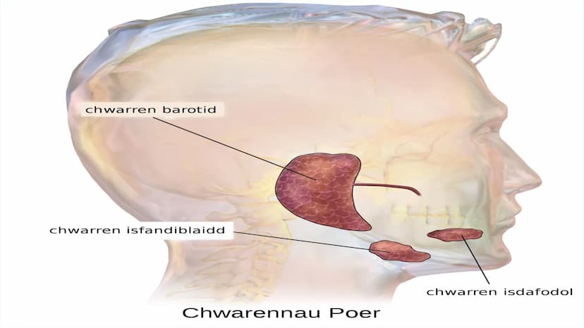 THE DIGESTIVE SYSTEM PHARYNX ²
at the beginning
of the throat. both food
and
through it.
travel
EPIGLOTTIS: flap of
over
the
muscle that clo