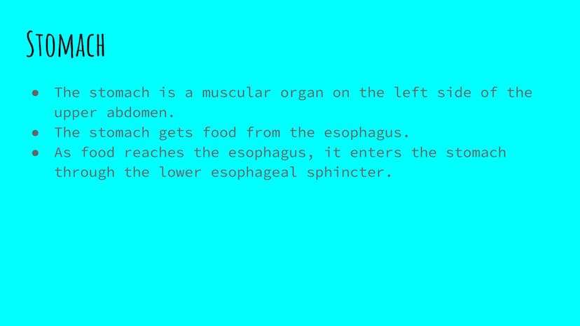 THE DIGESTIVE SYSTEM PHARYNX ²
at the beginning
of the throat. both food
and
through it.
travel
EPIGLOTTIS: flap of
over
the
muscle that clo