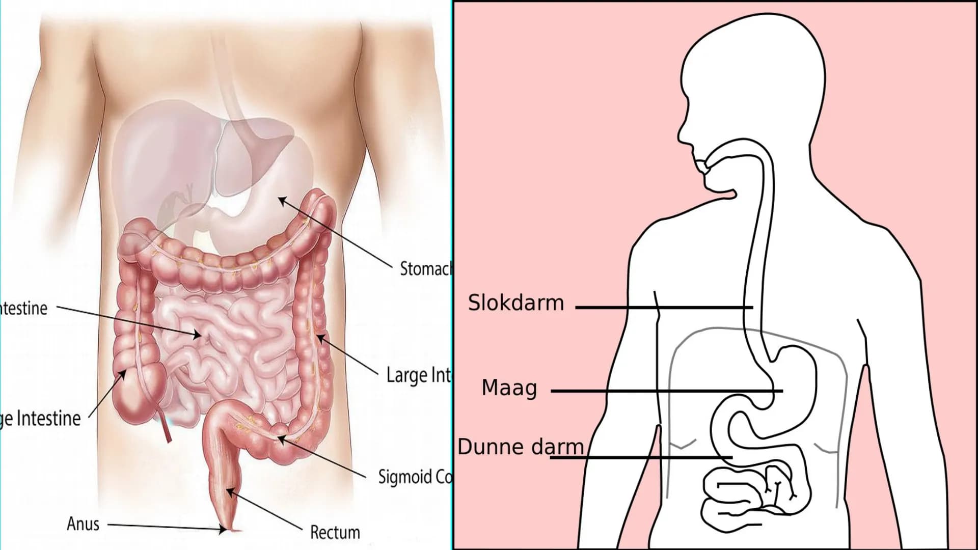 THE DIGESTIVE SYSTEM PHARYNX ²
at the beginning
of the throat. both food
and
through it.
travel
EPIGLOTTIS: flap of
over
the
muscle that clo