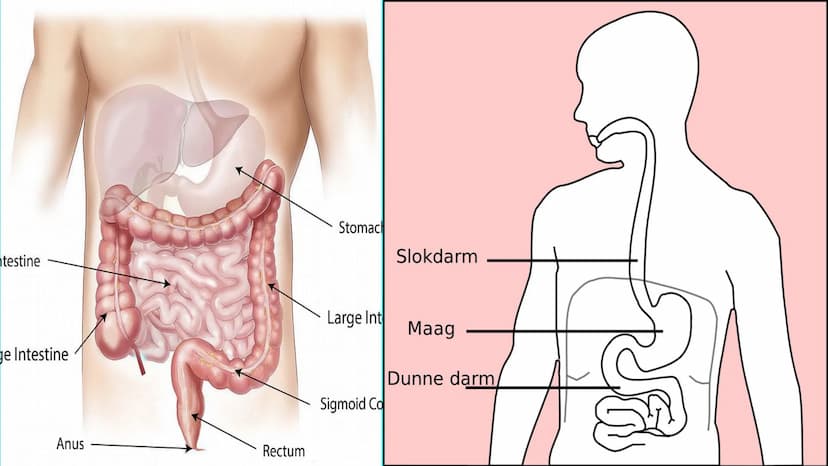 THE DIGESTIVE SYSTEM PHARYNX ²
at the beginning
of the throat. both food
and
through it.
travel
EPIGLOTTIS: flap of
over
the
muscle that clo