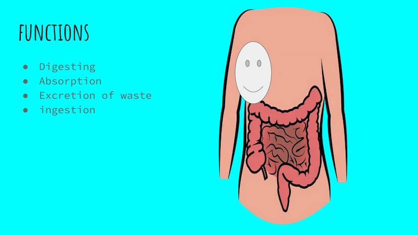 THE DIGESTIVE SYSTEM PHARYNX ²
at the beginning
of the throat. both food
and
through it.
travel
EPIGLOTTIS: flap of
over
the
muscle that clo