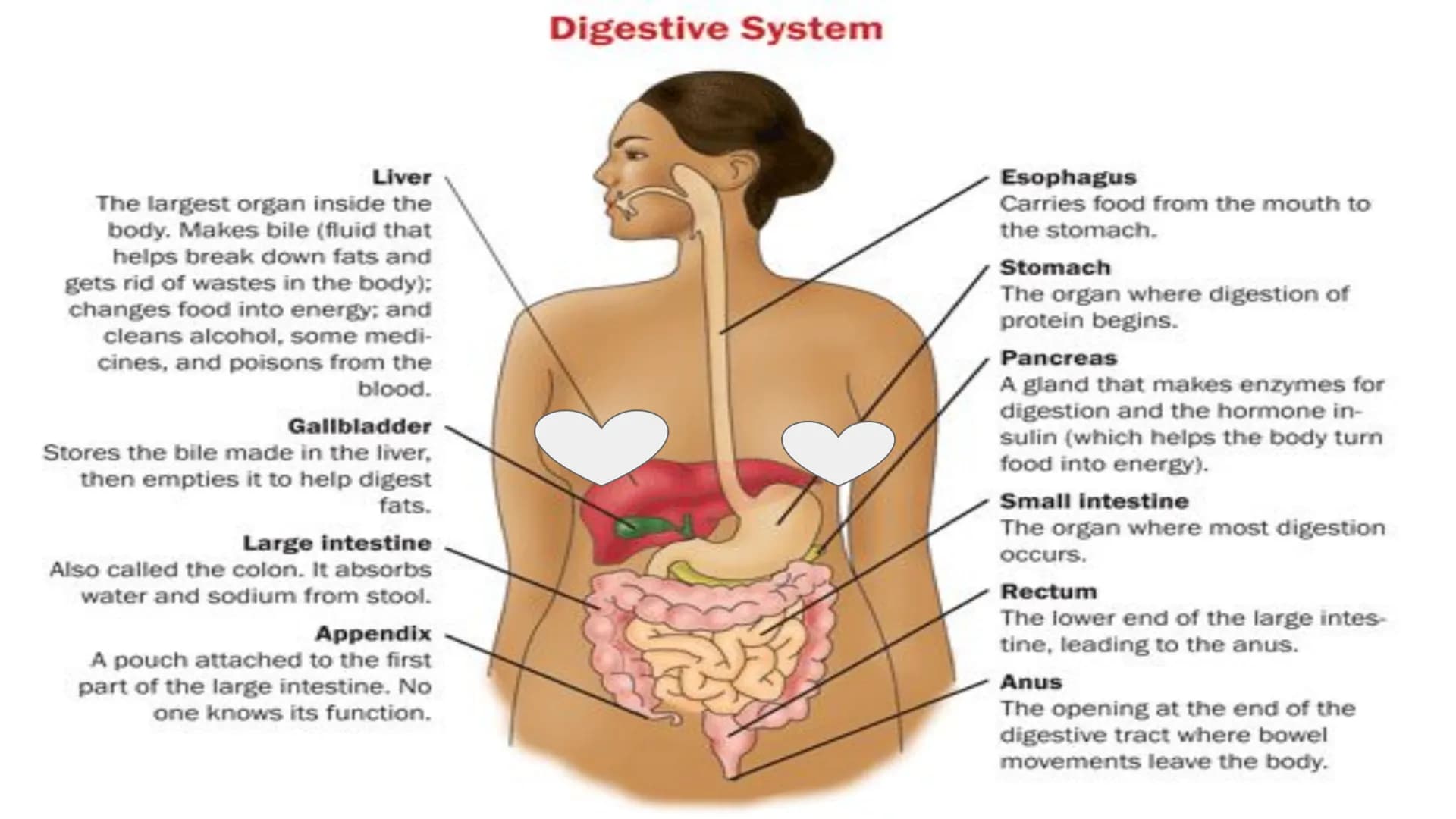 THE DIGESTIVE SYSTEM PHARYNX ²
at the beginning
of the throat. both food
and
through it.
travel
EPIGLOTTIS: flap of
over
the
muscle that clo
