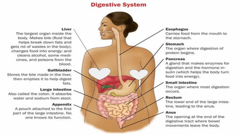 THE DIGESTIVE SYSTEM PHARYNX ²
at the beginning
of the throat. both food
and
through it.
travel
EPIGLOTTIS: flap of
over
the
muscle that clo
