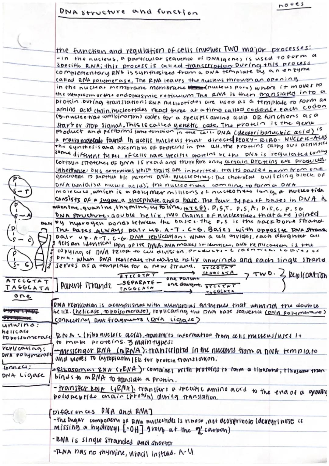 DNA structure and function 
