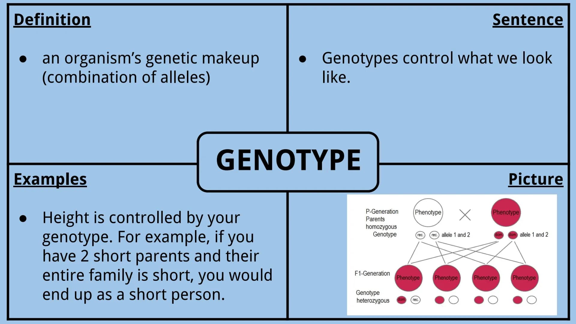 Genetics Vocabulary
Directions:
Each vocabulary word has its own slide. The definition is given to you.
Complete all boxes:
Example Box: Giv