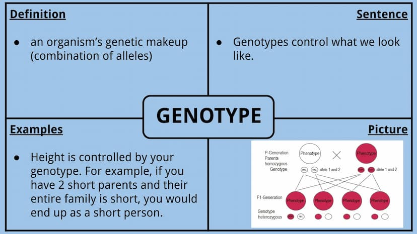 Genetics Vocabulary
Directions:
Each vocabulary word has its own slide. The definition is given to you.
Complete all boxes:
Example Box: Giv