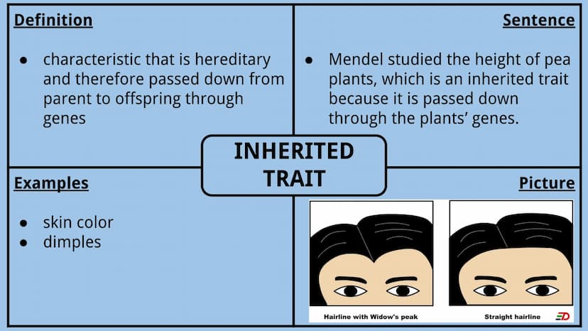 Genetics Vocabulary
Directions:
Each vocabulary word has its own slide. The definition is given to you.
Complete all boxes:
Example Box: Giv