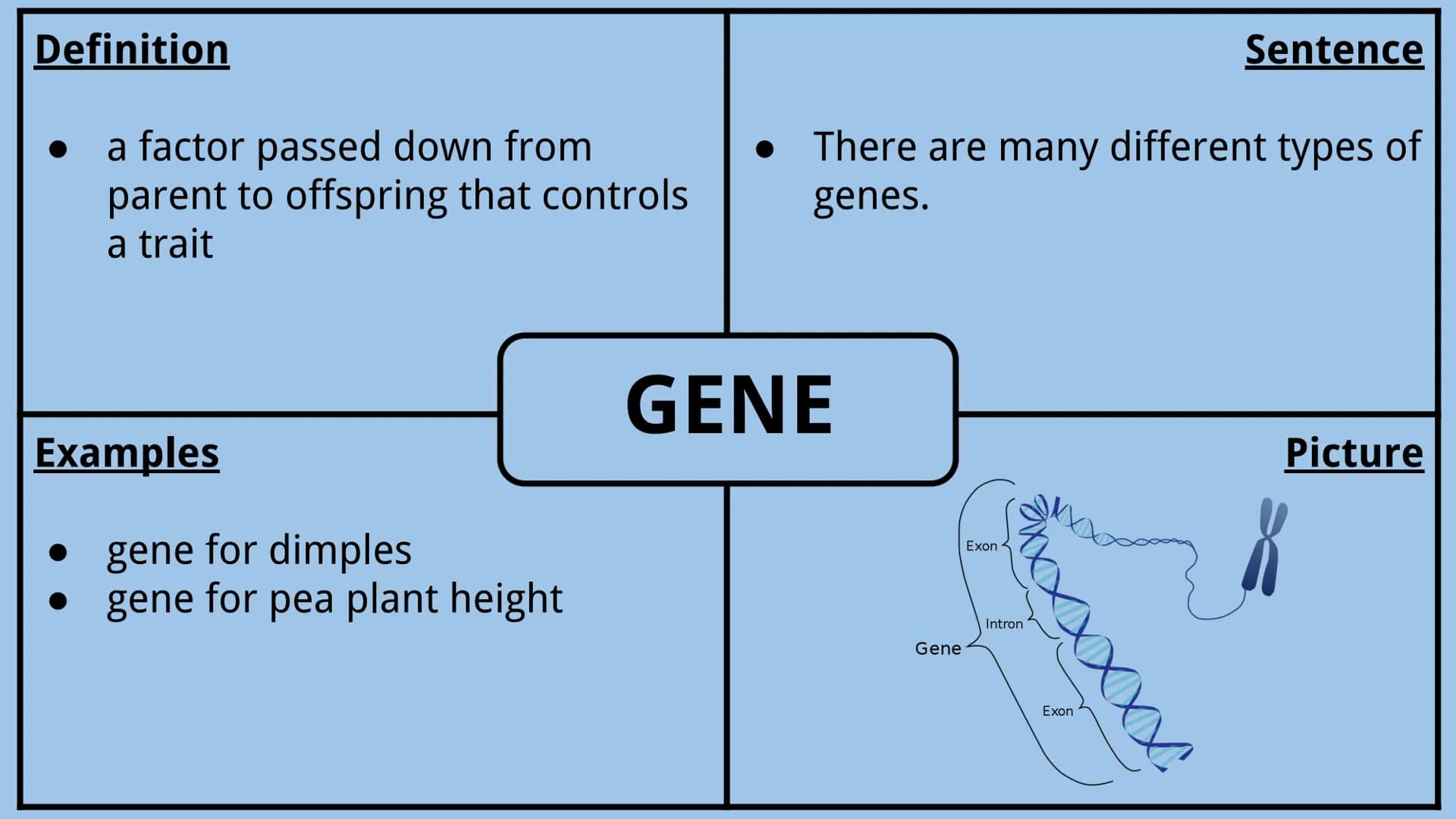 Genetics Vocabulary
Directions:
Each vocabulary word has its own slide. The definition is given to you.
Complete all boxes:
Example Box: Giv