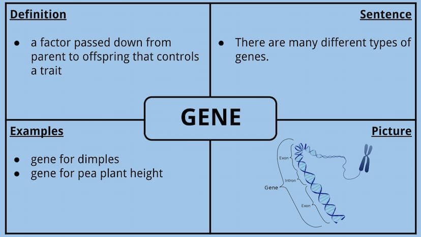 Genetics Vocabulary
Directions:
Each vocabulary word has its own slide. The definition is given to you.
Complete all boxes:
Example Box: Giv