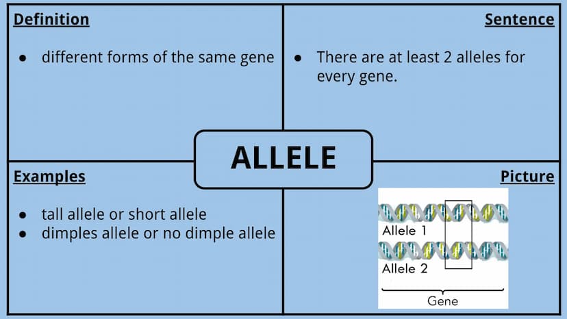 Genetics Vocabulary
Directions:
Each vocabulary word has its own slide. The definition is given to you.
Complete all boxes:
Example Box: Giv