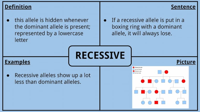 Genetics Vocabulary
Directions:
Each vocabulary word has its own slide. The definition is given to you.
Complete all boxes:
Example Box: Giv