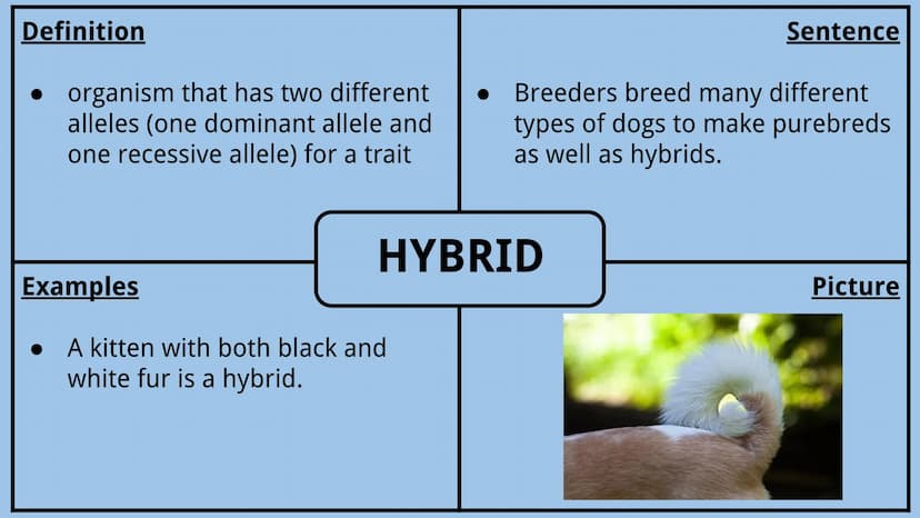 Genetics Vocabulary
Directions:
Each vocabulary word has its own slide. The definition is given to you.
Complete all boxes:
Example Box: Giv