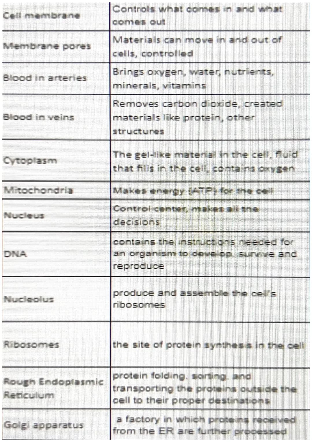 cell parts and functions 
