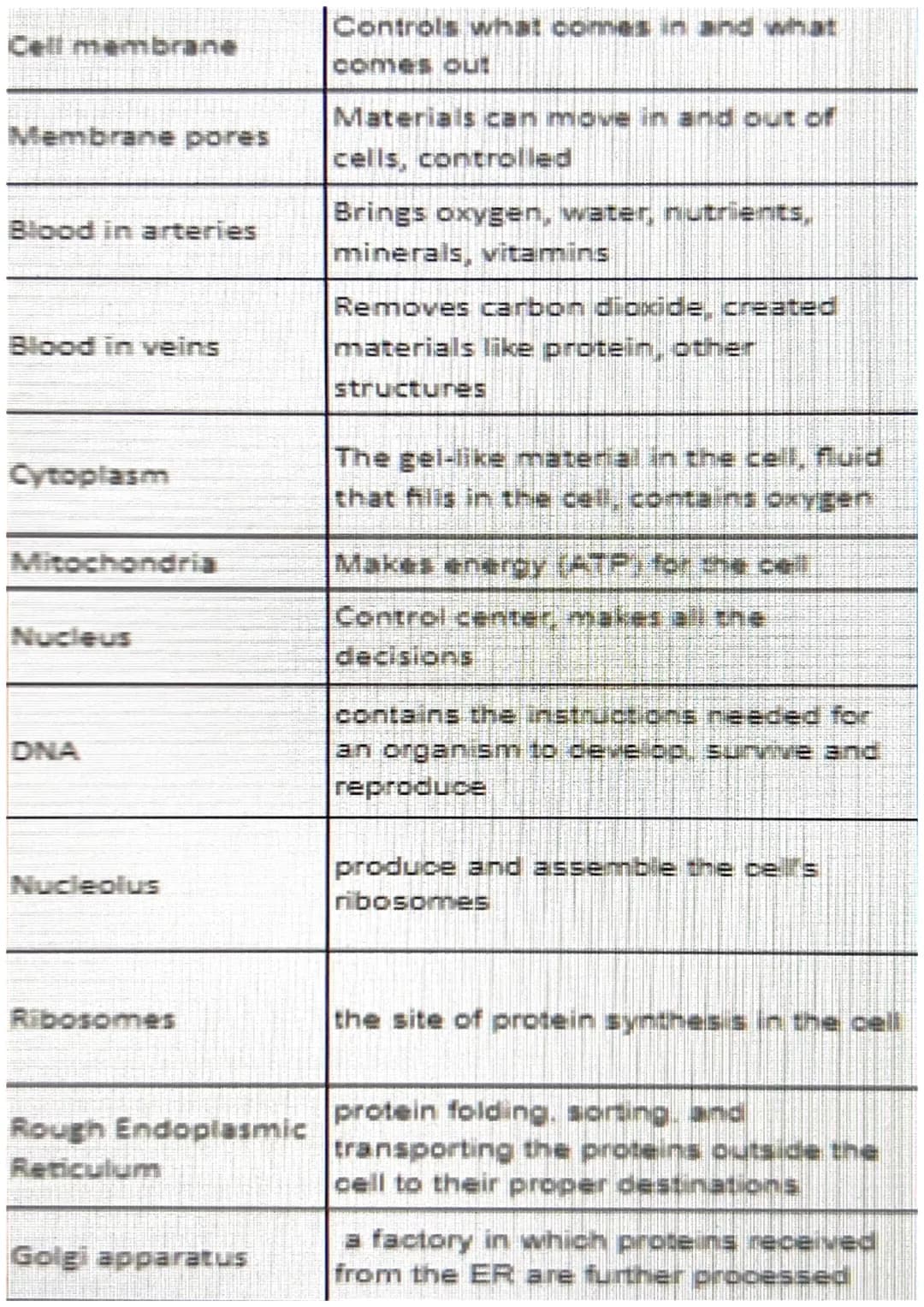 Cell membrane
Membrane pores
Blood in arteries
Blood in veins
Cytoplasm
Mitochondria
Nucleus
DNA
Nucleolus
Ribosomes
Rough Endoplasmic
Retic