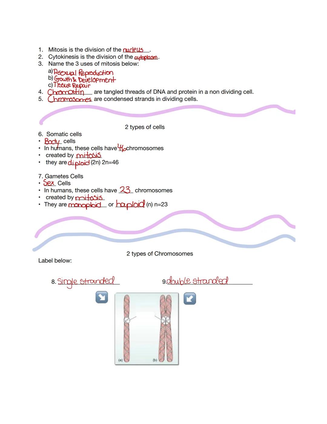 MITOSIS
REVIEW
AND
Karfar
Gaithrie C 1. Mitosis is the division of the nucleus
2. Cytokinesis is the division of the cytoplasm.
3. Name the 