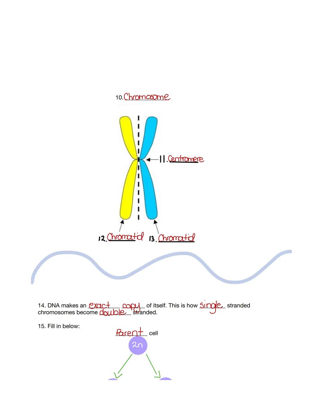 MITOSIS
REVIEW
AND
Karfar
Gaithrie C 1. Mitosis is the division of the nucleus
2. Cytokinesis is the division of the cytoplasm.
3. Name the 