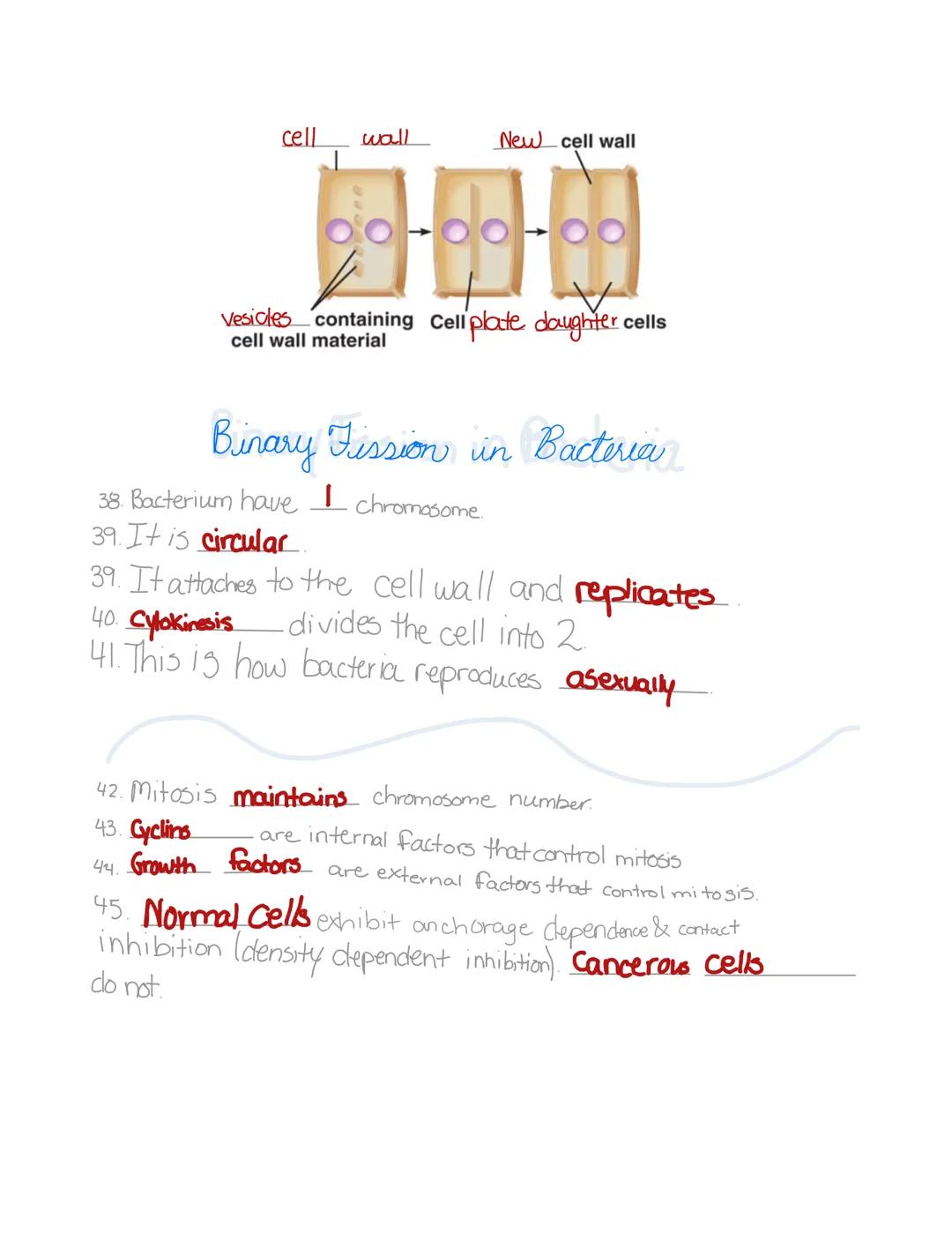MITOSIS
REVIEW
AND
Karfar
Gaithrie C 1. Mitosis is the division of the nucleus
2. Cytokinesis is the division of the cytoplasm.
3. Name the 