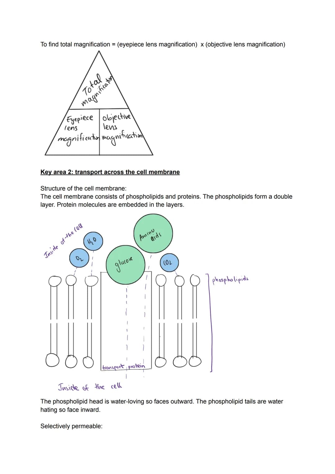 Key area 1: Cell Structure
Cells are the smallest basic, unit of life and are the buildings blocks for all living organisms.
Organisms made 